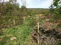 Morsetown Brook Riparian Buffer Planting Project-